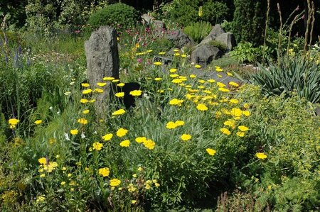 Achillea filipendulina geen maat specificatie 0,55L/P9cm - afbeelding 3