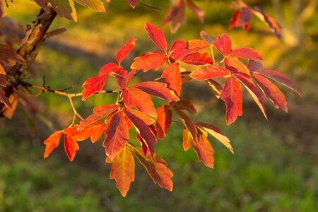 Acer griseum 60-80 cm cont. 10L - afbeelding 1