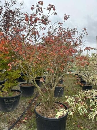 Acer japonicum 'Aconitifolium' 250-275 cm cont. 230L solitair