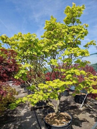 Acer japonicum 'Vitifolium' 250-300 cm cont. 160L solitair