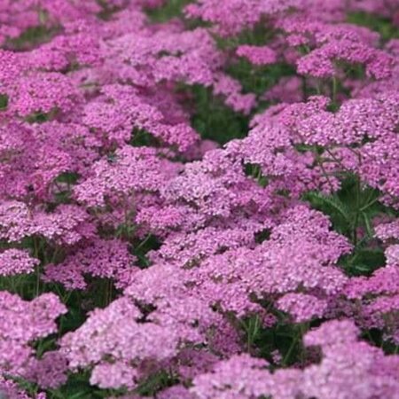 Achillea m. 'Wesersandstein' geen maat specificatie 0,55L/P9cm