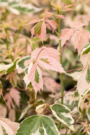 Acer negundo 'Flamingo' 18-20 cm draadkluit geveerd - afbeelding 1