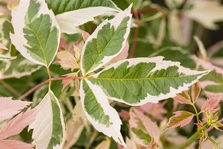 Acer negundo 'Flamingo' 18-20 cm draadkluit geveerd - afbeelding 2