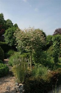 Acer negundo 'Flamingo' 18-20 cm draadkluit geveerd - afbeelding 3