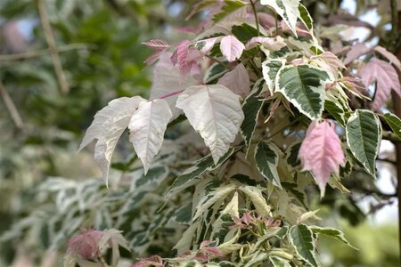 Acer negundo 'Flamingo' 18-20 cm draadkluit geveerd - afbeelding 4