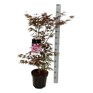 Acer pal. 'Atropurpureum' 80-100 cm cont. 10L - afbeelding 3