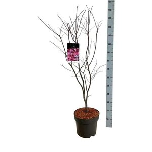 Acer pal. 'Atropurpureum' 80-100 cm cont. 10L - afbeelding 2