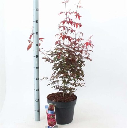 Acer pal. 'Atropurpureum' 80-100 cm cont. 10L - afbeelding 7