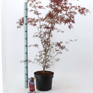 Acer pal. 'Atropurpureum' 80-100 cm cont. 10L - afbeelding 6