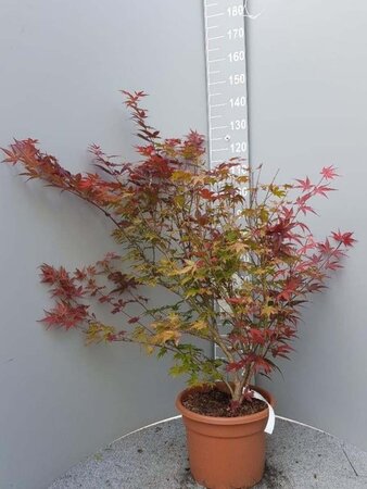 Acer pal. 'Atropurpureum' 80-100 cm cont. 15L - afbeelding 1