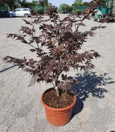 Acer pal. 'Atropurpureum' 80-100 cm cont. 15L - afbeelding 2