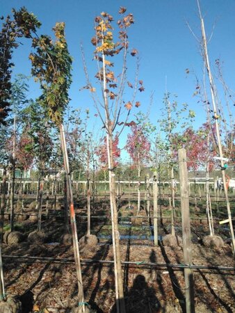 Acer plat. 'Columnare' 12-14 Hoogstam draadkluit 2 X verplant