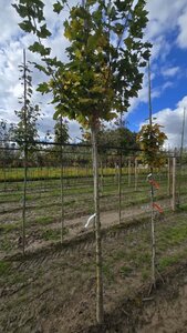 Acer plat. 'Columnare' 14-16 Hoogstam wortelgoed 2 X verplant