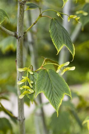 Acer pensylvanicum 12-14 Hoogstam draadkluit 2 X verplant - afbeelding 1