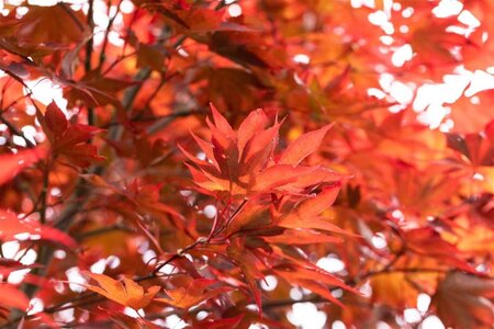 Acer pal. 'Fireglow' 16-18 Hoogstam cont. 130L - afbeelding 2