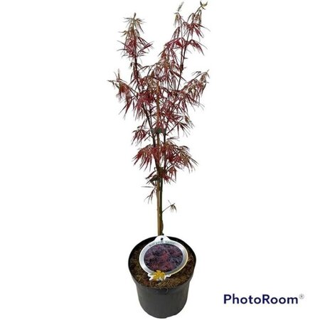 Acer pal. 'Garnet' 30-40 cm cont. 3,0L - afbeelding 2