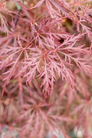 Acer pal. 'Garnet' 60-80 cm cont. 25L - afbeelding 3