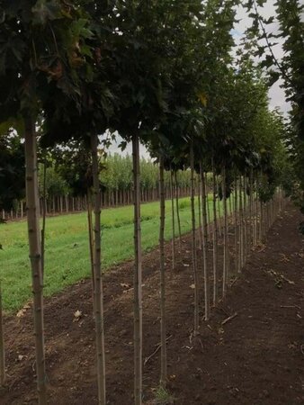 Acer plat. 'Globosum' 10-12 Hoogstam wortelgoed 225 cm stam