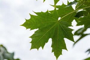 Acer plat. 'Globosum' 6-8 Hoogstam wortelgoed 180 cm stam - afbeelding 1