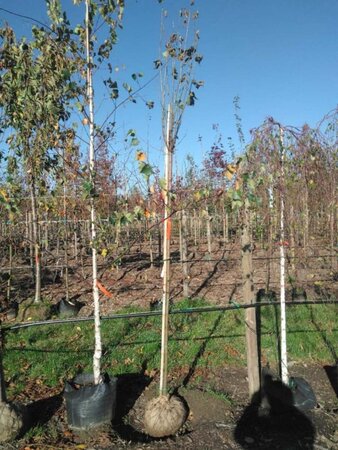 Acer plat. 'Globosum' 8-10 Hoogstam draadkluit - afbeelding 4