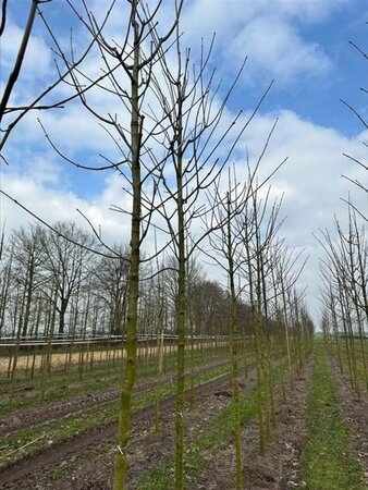 Acer platanoides 10-12 Hoogstam draadkluit - afbeelding 4