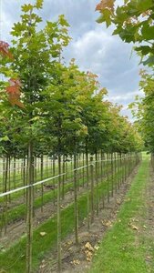 Acer platanoides 10-12 Hoogstam draadkluit - afbeelding 5