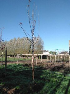 Acer platanoides 12-14 Hoogstam draadkluit 2 X verplant - afbeelding 7