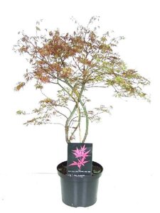 Acer pal. 'Orangeola' 50-60 cm cont. 5,0L - afbeelding 1