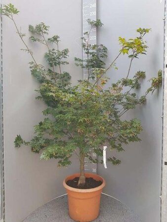 Acer pal. 'Osakazuki' 150-175 cm container - afbeelding 2