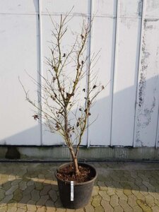 Acer pal. 'Osakazuki' 150-175 cm container - afbeelding 9