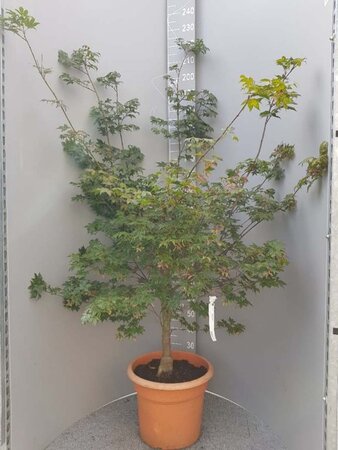 Acer pal. 'Osakazuki' 150-175 cm container - afbeelding 8