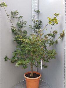 Acer pal. 'Osakazuki' 150-175 cm container - afbeelding 7