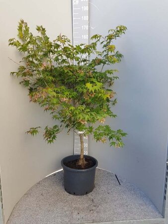 Acer pal. 'Osakazuki' 150-175 cm container - afbeelding 5