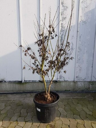 Acer pal. 'Osakazuki' 150-175 cm container - afbeelding 4