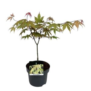 Acer pal. 'Osakazuki' 50-60 cm cont. 5,0L - afbeelding 1