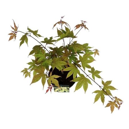 Acer pal. 'Osakazuki' 50-60 cm cont. 5,0L - afbeelding 3