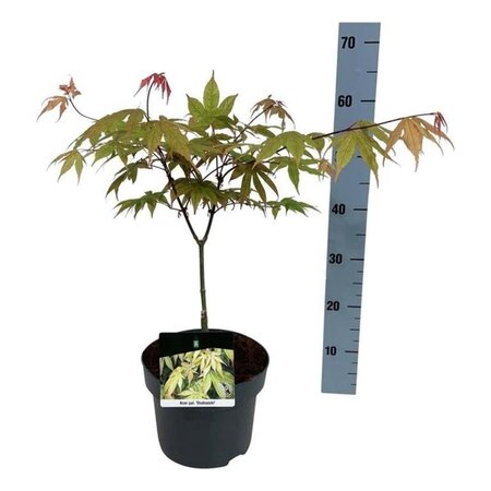 Acer pal. 'Osakazuki' 50-60 cm cont. 5,0L - afbeelding 4