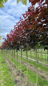 Acer plat. 'Royal Red' 12-14 Hoogstam draadkluit 2 X verplant - afbeelding 4