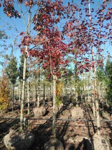 Acer plat. 'Royal Red' 12-14 Hoogstam draadkluit 2 X verplant - afbeelding 2