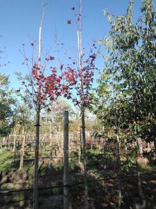 Acer plat. 'Royal Red' 12-14 Hoogstam draadkluit 2 X verplant - afbeelding 5