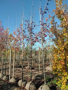 Acer plat. 'Royal Red' 12-14 Hoogstam draadkluit 2 X verplant - afbeelding 6