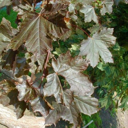 Acer plat. 'Royal Red' 14-16 Hoogstam cont. 50L - afbeelding 2