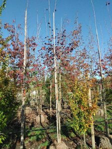 Acer plat. 'Royal Red' 14-16 Hoogstam draadkluit 3 X verplant - afbeelding 2