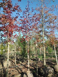 Acer plat. 'Royal Red' 14-16 Hoogstam draadkluit 3 X verplant - afbeelding 3