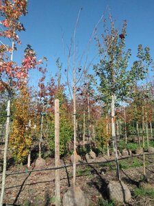 Acer plat. 'Royal Red' 14-16 Hoogstam draadkluit 3 X verplant - afbeelding 1