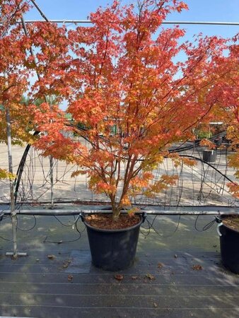 Acer pal. 'Sangokaku' 200-250 cm cont. 110L solitair