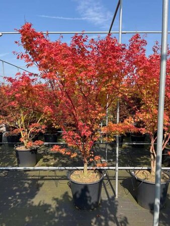 Acer pal. 'Sangokaku' 200-250 cm cont. 70L solitair