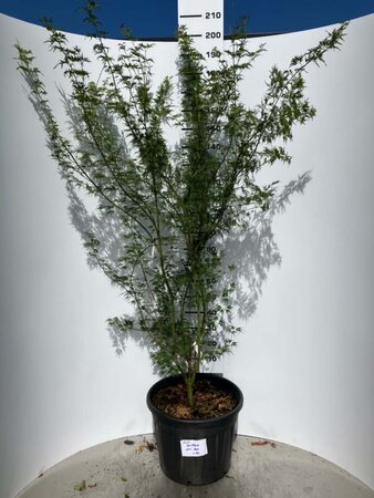 Acer pal. 'Seiryu' 150-175 cm cont. 70L - afbeelding 1