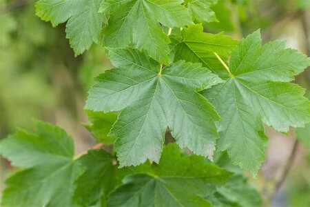 Acer pseudoplatanus 6-8 Hoogstam draadkluit - afbeelding 1