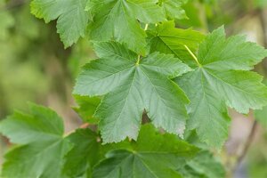 Acer pseudoplatanus 70-80 HO draadkluit - afbeelding 1